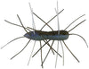 Z-Man Fuzzy Bugz 1.75 Inch - 4 Pack