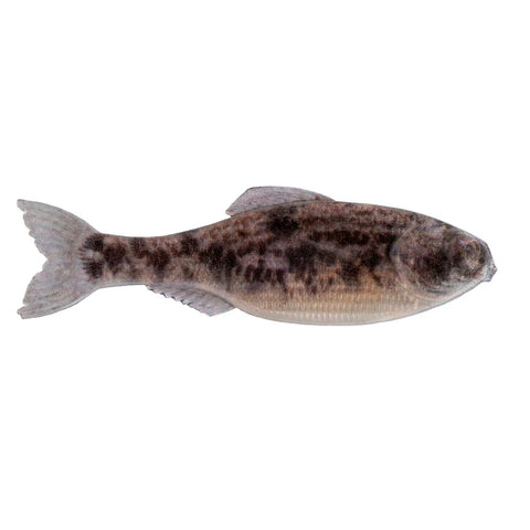 6th Sense Fishing Panorama 3.5" 6-Pack