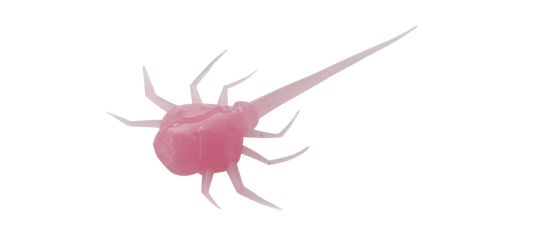 13 Fishing Coconut Crab