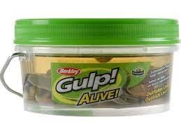 Berkley Gulp! Alive! Minnow Bucket