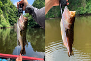 O.S.P Multi Fish Clip