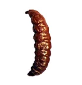 Eurotackle Mummy Brown Worms