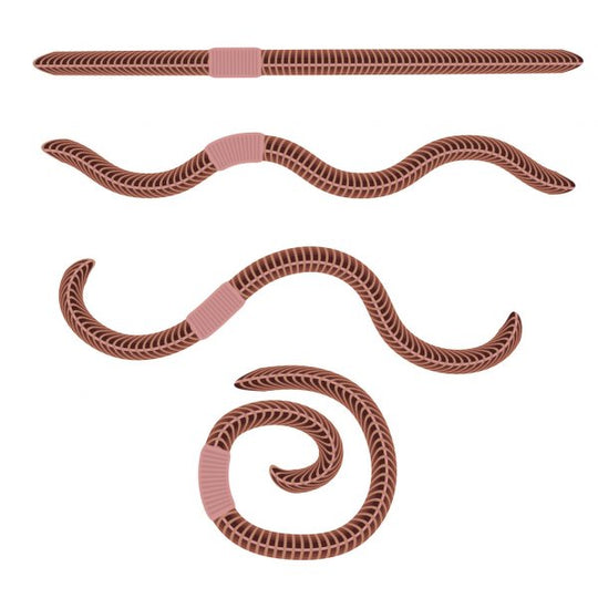 Live Bait - Nightcrawlers 18pk (PICK-UP ONLY)